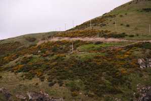 HARINGTON-POINT-DUNEDIN (35)